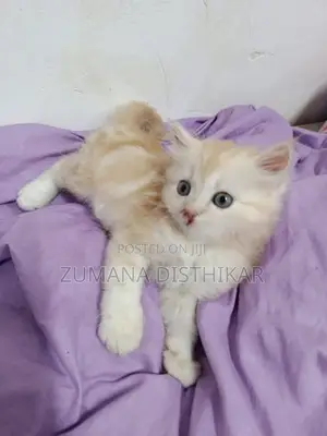 Persian Kitten