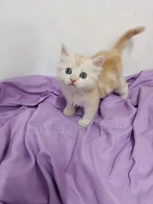 Persian Kitten