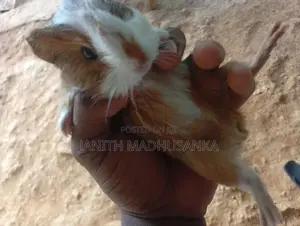ගිනිපික් පැටවෙක්