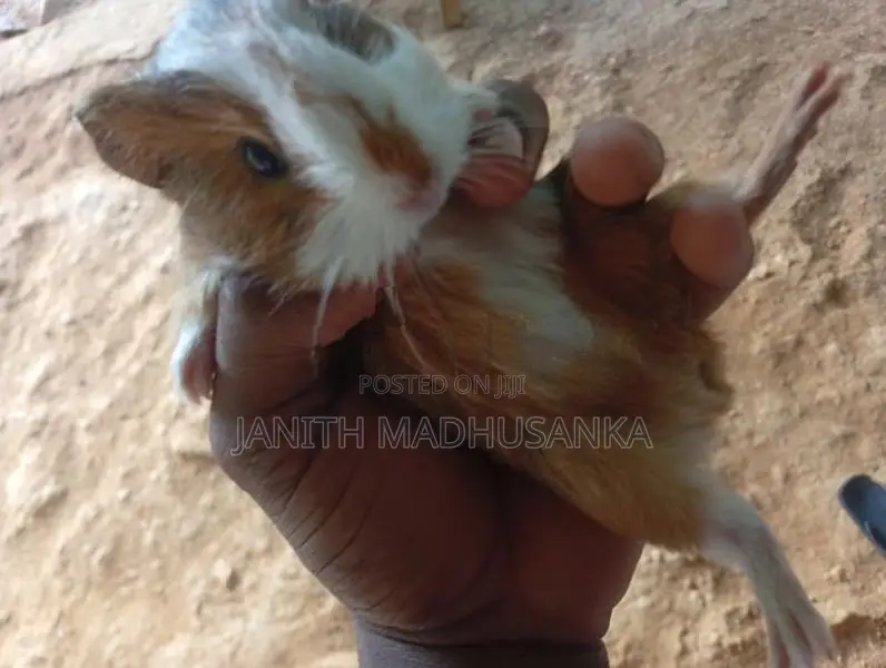 ගිනිපික් පැටවෙක්