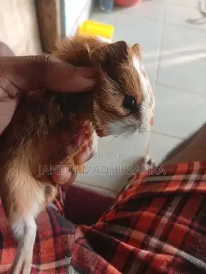 ගිනිපික් පැටවෙක්