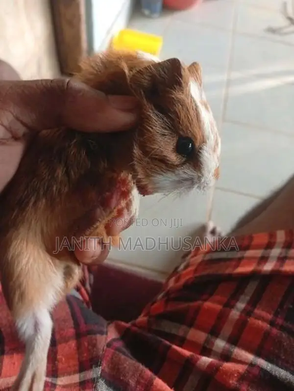 ගිනිපික් පැටවෙක්