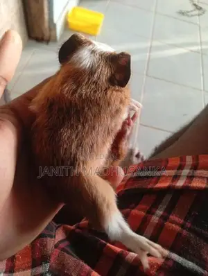 ගිනිපික් පැටවෙක්