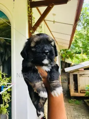 Shih Tzu Terrier Mix Dog