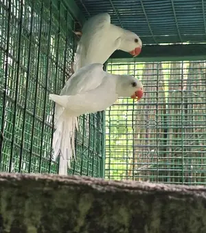 Ringneck Birds