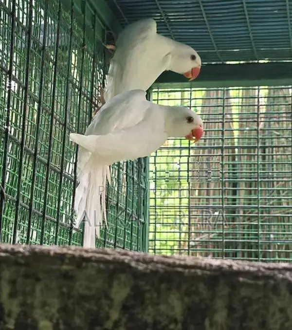 Ringneck Birds