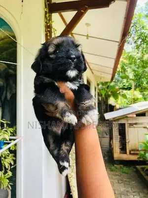 Shih Tzu Terrier Mix Dog
