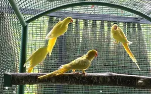 Ringneck Birds