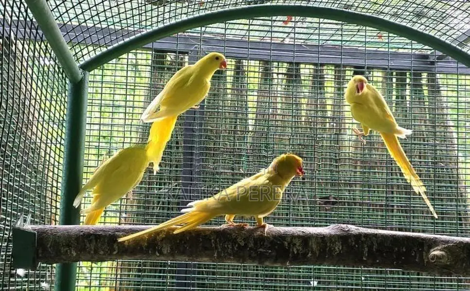 Ringneck Birds