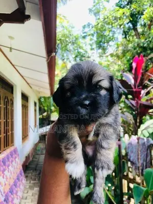 Shih Tzu Terrier Mix Dog
