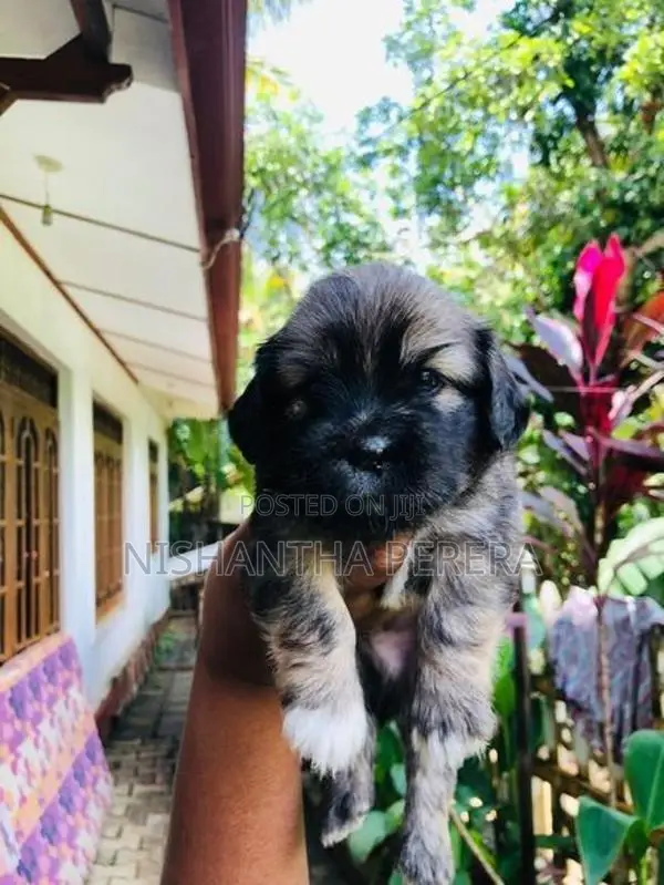 Shih Tzu Terrier Mix Dog