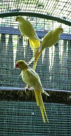Ringneck Birds