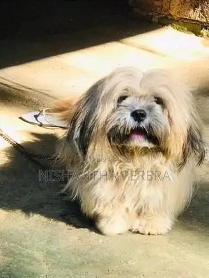 Shih Tzu Terrier Mix Dog