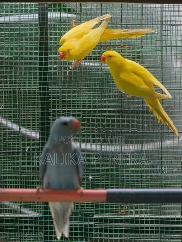 Ringneck Birds