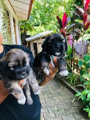 Shih Tzu Terrier Mix Dog