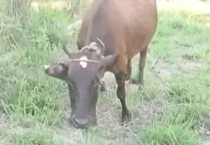 Milk Cow