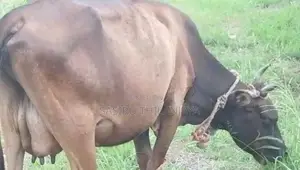 Milk Cow