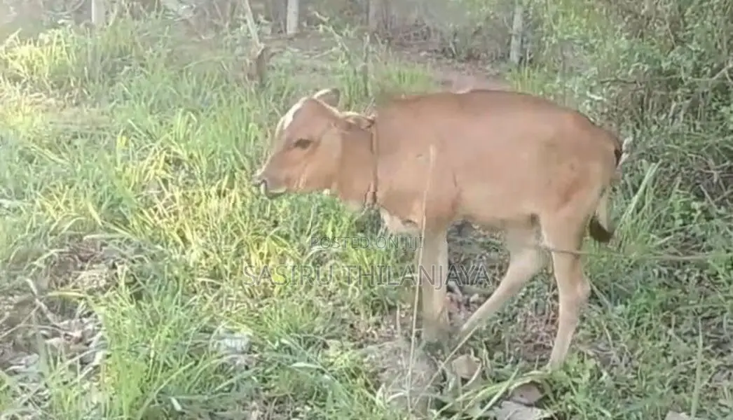 Milk Cow