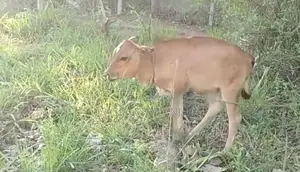 Milk Cow