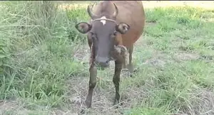 Milk Cow