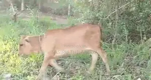 Milk Cow