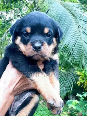 රොට්වයලර් පැටියෙක්