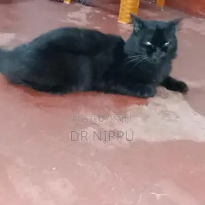 Persian Cat