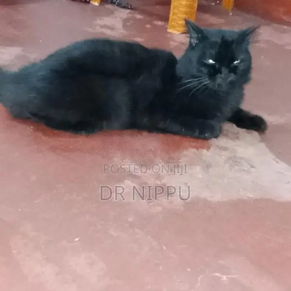 Persian Cat