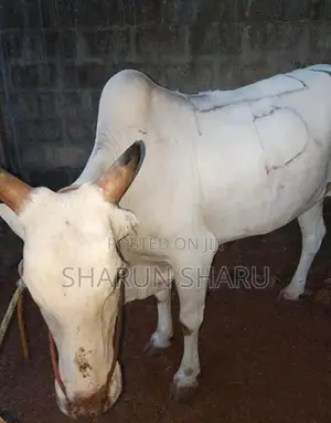 சவாரி மாடு