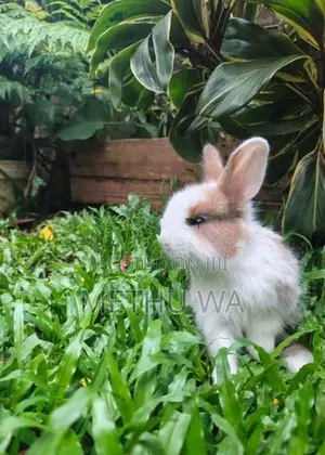 Angora Bunnies