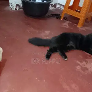 Persian Cat