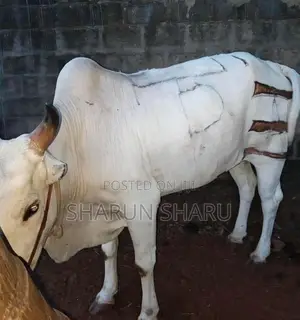 சவாரி மாடு
