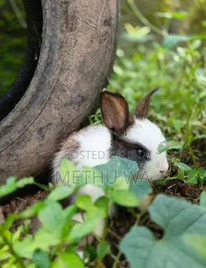 Angora Bunnies
