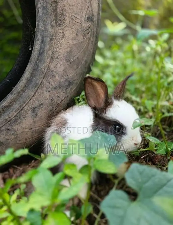 Angora Bunnies