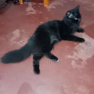 Persian Cat