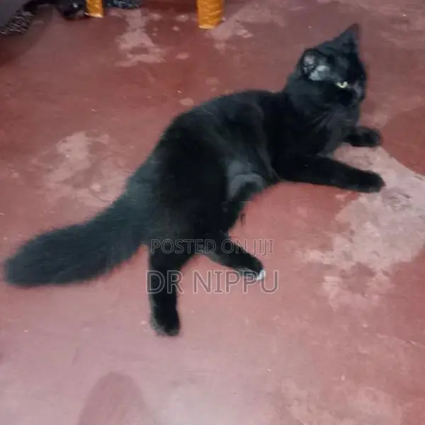Persian Cat