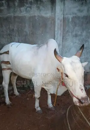 சவாரி மாடு