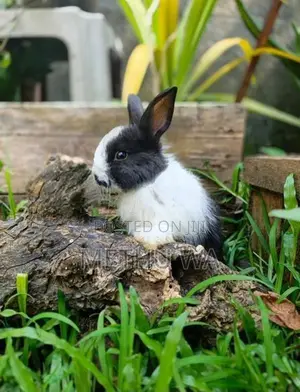 Angora Bunnies