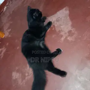 Persian Cat