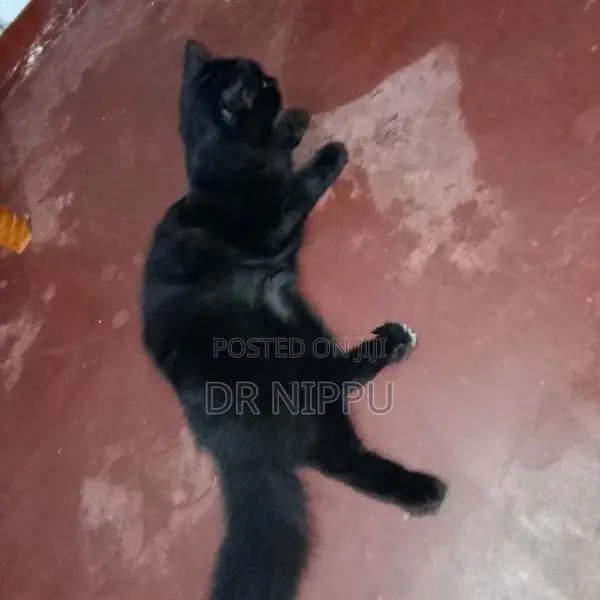 Persian Cat