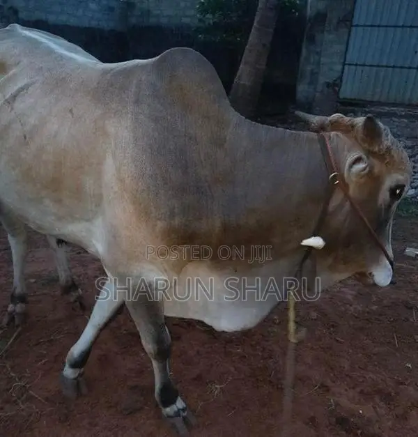 நல்ல இன நாம்பன் மாடு