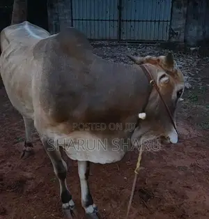நல்ல இன நாம்பன் மாடு