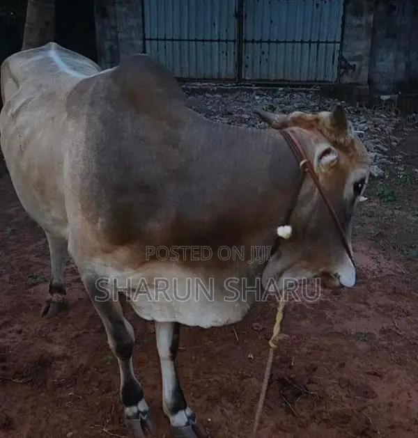 நல்ல இன நாம்பன் மாடு