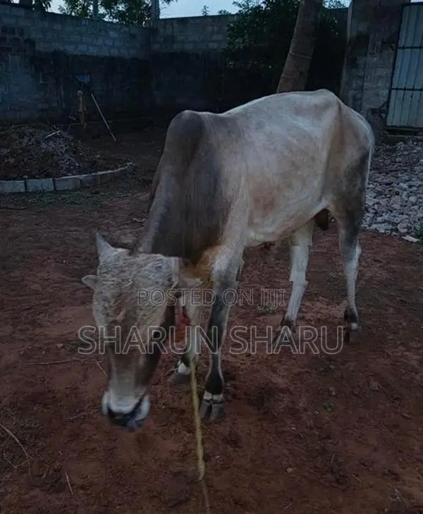 நல்ல இன நாம்பன் மாடு