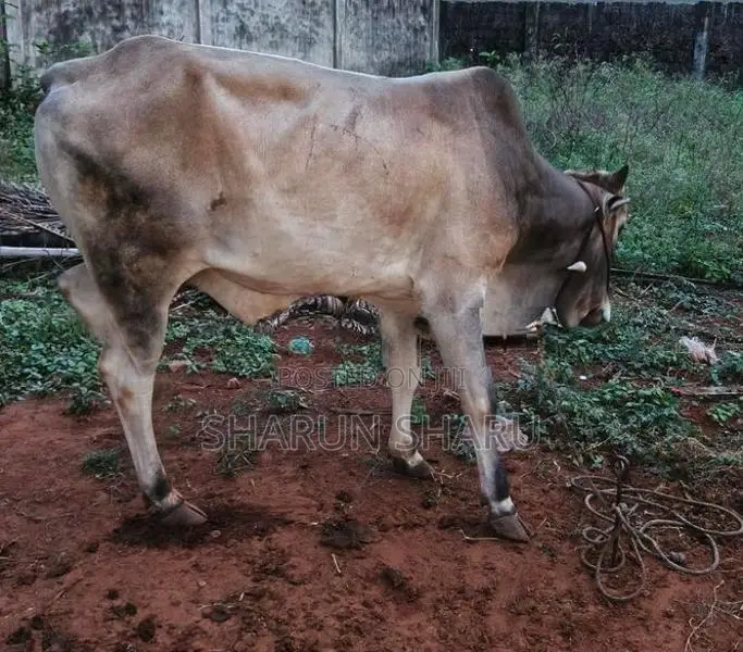 நல்ல இன நாம்பன் மாடு
