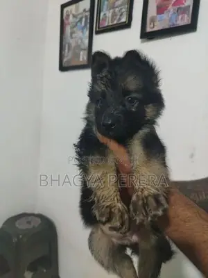 German Shepherd Puppy