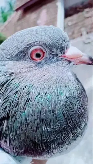 Pakistan Goldan Pigeon