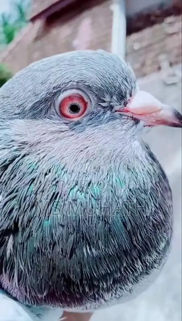 Pakistan Goldan Pigeon