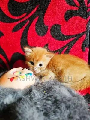 Ginger Persian Kittens