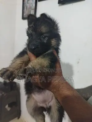 German Shepherd Puppy